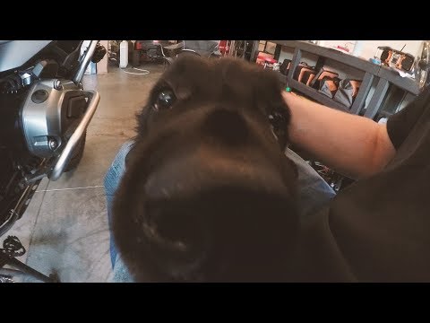 Worlds worst mechanic...and best newfy