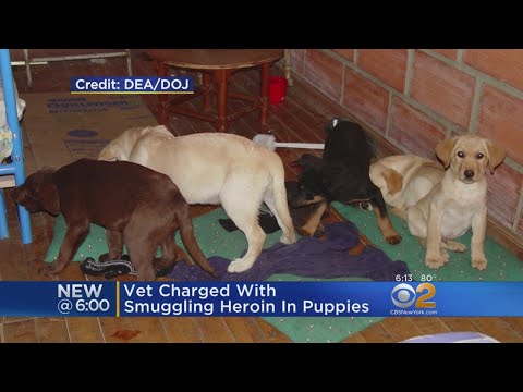 Vet Charged With Smuggling Heroin In Puppies