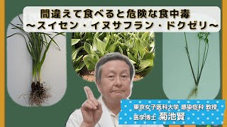 間違えて食べると危険な食中毒 スイセン・イヌサフラン・ドクゼリ