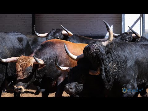 SORTEO | Novillos Guadaira, novillada 28 mayo