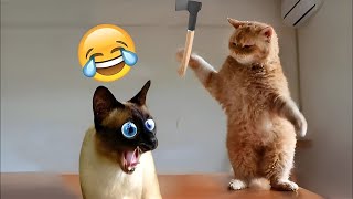 Best Funny Animals 2024 😂 Funniest Cats and Dogs 😻🐶 Part 23