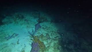 Cozumel 2023, Day 3, Night Dive, Part 4