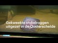 Gekweekte stekelroggen uitgezet in de Oosterschelde - RTL NIEUWS