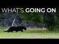 Black Panthers Keep Being Spotted Across North America — And No One Can Explain Why
