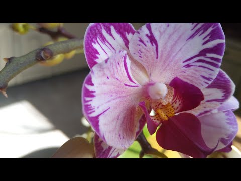 Январское цветение орхидей(часть 1)