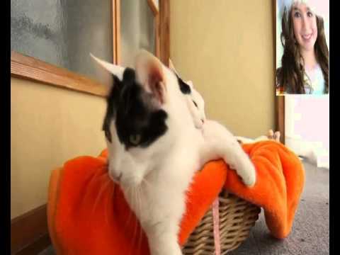 Cats are amazing movements