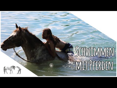 Schwimmen gehen mit dem Pferd Indigo / Valentin Haas
