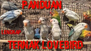 Download lagu Cara ternak lovebird lengkap untuk pemula mp3