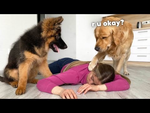 Faking My Death in Front of My Dogs | Funny Dogs Reaction