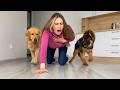 Faking My Death In Front Of My Dogs Funny Dogs Reaction