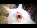 14 Funny Bunny Videos || Awesome Bunnies Compilation