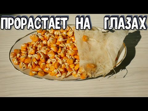 КУКУРУЗА МГНОВЕННО ПРОРАСТАЕТ - Как Быстро Прорастить Кукурузу Для Посадки