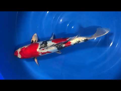 D:Showa 1. 5 ca 58cm