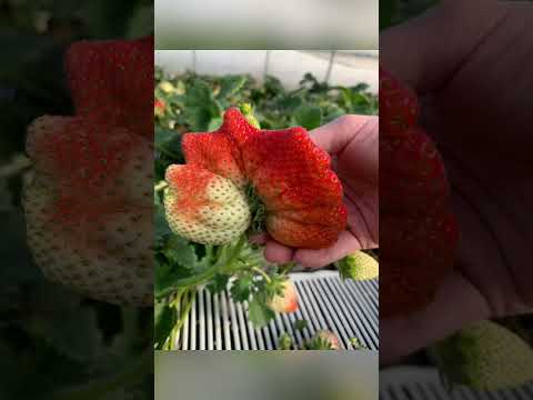 イチゴを移植する時期と方法は？収穫を最適化する移植システム  庭園