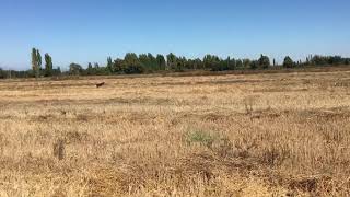 Lourdes de Itihue, respeto al vuelo