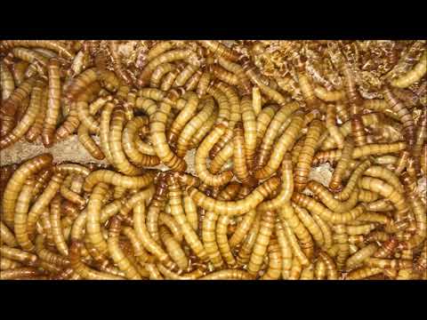 抽屜裡養麵包蟲(一)  龍蝦宴~養蝦樂趣多系列