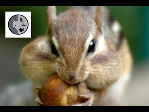 Chipmunk východoamerický (Tamias striatus) — pozorovanie v prírode