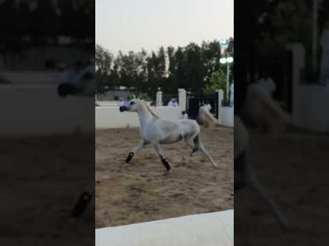 NADEEMA ALRAYYAN ( FARHOUD AL SHAQAB × DURRA ALRAYYAN)