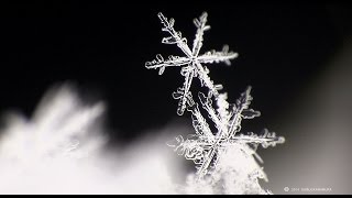 雪の結晶