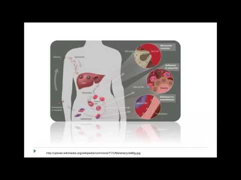 Beban global infeksi malaria