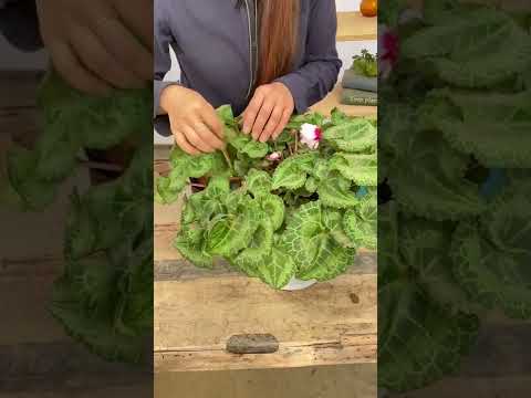 屋外の多年生シクラメンを植えて維持し、オープンスペースを強化するにはどうすればよいですか?  庭園