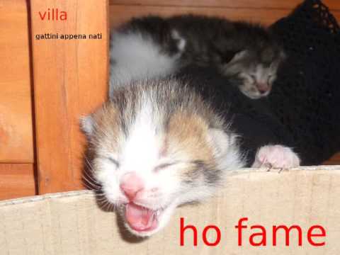 djdom & edgardo donato - gato