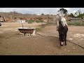 Horse Mating Donkey Mating Naturally Wild Animal Breeding Wild Animals