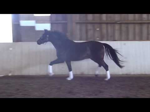 Verkaufspferd Sansibar