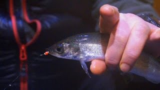 Прикормка для рипуса зимой на увильдах