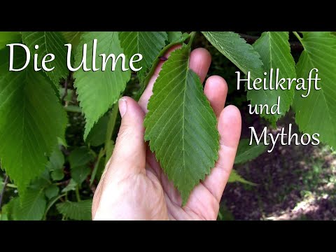 Die Ulme - Heilkraft und Mythos