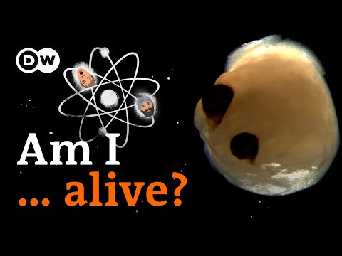 Inside a mini-brain (with eyes?) lab - Science unscripted