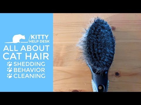 All About Cat Hair - Shedding - Behavior - Cleaning