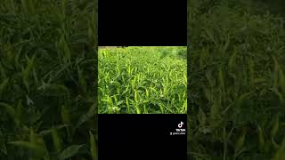 Download lagu cabe rawit hijau viral 46/ rawes bondowoso buah super lebat #short #sorotan #petani #petanimuda #fyp mp3