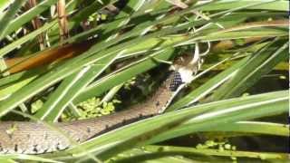 preview picture of video 'Grass snake in Trumpington, Cambridge'