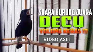 Download lagu TERAPI Decu Gacor Full Isian Untuk DECU Males KICAU mp3