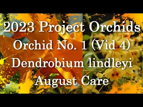 2023 Project Orchids - Dendrobium lindleyi (Vid 4)