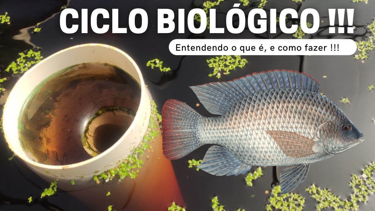 Como fazer o Ciclo Biológico / Ciclagem - Criação de peixes em caixa d'água (Aula 3).