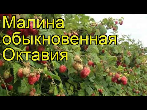 Малина обыкновенная: виды, особенности выращивания, посадка и уход за малиной (125 фото и видео)