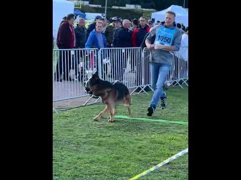 VA1 Usher aus der Brunnenstraße - BSZS 2022 Nurnberg - Stand - World Champion 2022