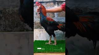 Download lagu ayam magon (ayam mangon) || name angin spesialis Pukul saraf || berat badan 3kg #shorts mp3