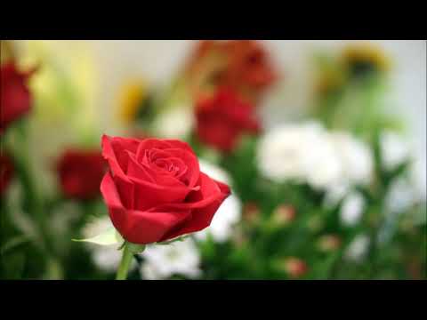 Suncica Istuk  - Procvale su dunje na granama