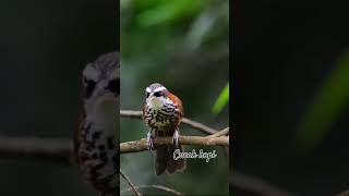 Download lagu burung cucak kopi #birds #thebirdsonggroup #birdsounds #birdsong #wildlife mp3