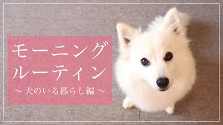 【🐶犬との暮らし】犬と飼い主のモーニングルーティン / Morning Routine of Japanese Spitz and Owners.