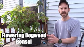 Flowering Dogwood Bonsai Maintenance