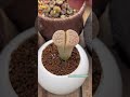 Don’t do this with your lithops #Shorts