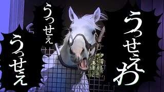 Re: [推投] 「賽馬娘」 最喜歡女角 「3票」  投票結果