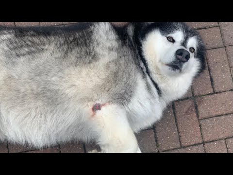 We Took Poor Niko To The Vet Too!! She Has An Infected Elbow Sore