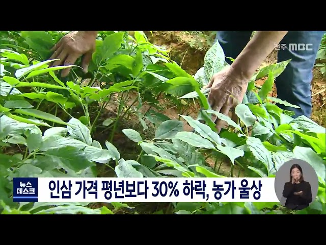 인삼 가격 평년보다 30% 하락, 농가 울상