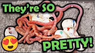 Scaleless Corn Snakes Hatching!!