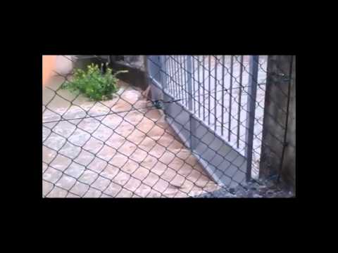 marchian river 2   la vendetta